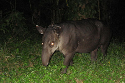 Tapir at Corcovado National Park © by OA:modio